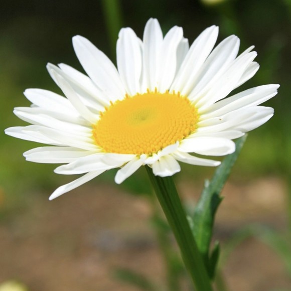 daisygrower